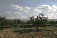 Paisaje con cultivos en Sangonera la Verde 