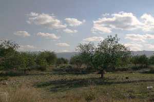 Paisaje con cultivos en Sangonera la Verde 