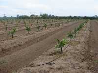 Moderna plantaci�n de naranjas 