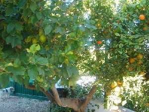 Una rama de limn y otra de mandarina [Naranjas]