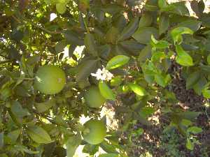 Naranjas verdes 