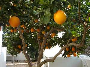 Naranjas maduras 