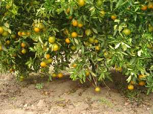 Las naranjas abundan en las faldas de los árboles[Naranjas]