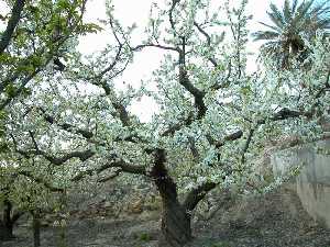 Ciruelo de la variedad 