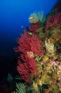 Figura 1. Los organismos marinos y los fondos rocosos a los que se fijan son una buena representación del ecosistema marino [Litoral sumergido]