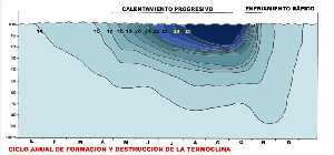 Ciclo Anual de formacin y destruccin de la termoclina