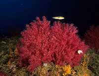 La gorgonia roja necesita de aguas profundas y fras.