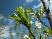 Detalle del brote de las primeras hojas, a inicios de la primavera. Ciruelo variedad 