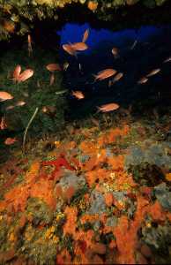 Distribucin de los organismos marinos segn la intensidad luminosa en fondos rocosos.