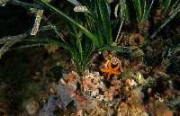 Figura 9. Vegetales y animales amantes de la penumbra en la pradera submarina de fondos arenosos