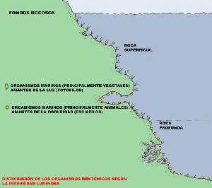 Figura 5. Distribucin de los organismos marinos segn la intensidad luminosa en fondos rocosos - Cristina Eisman