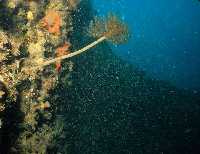 Figura 6. El agua de mar es un gran almacn de partculas y por ello una gran fuente de alimento para los animales que desarrollen eficaces sistemas de filtrado y captura