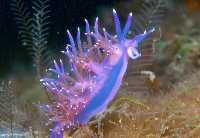 Figura 2. Quizs los moluscos opistobranquios sean el ejemplo ms claro de especies de formas delicadas y que no presentan esqueleto interno  