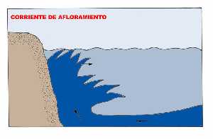 Figura 3. Las corrientes de afloramiento hacen aflorar aguas profundas hasta la superficie