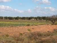 La Rambla, olivos y garroferos 