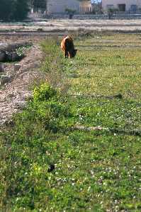 Huerta y acequia en Cazalla 