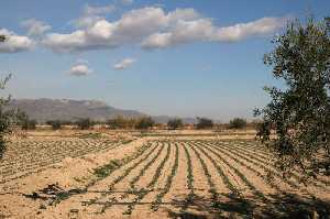 Cultivos y paisaje 