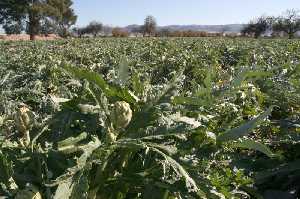 Huerta de Cazalla (Lorca) 