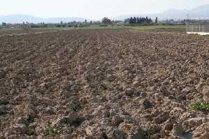 Cultivos de secano en Cazalla [Lorca_Cazalla] 