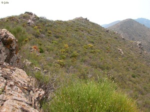 Romeral denso (Rosmarinus officinalis) con genistas (Genista jimenezii) y jara pringosa (Cistus ladanifer) en los crestones rocosos 