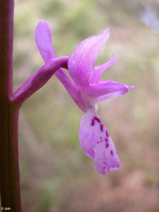 Sierra Espua