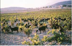 Cabras Murcianas aprovechando la hoja de un viñedo de Jumilla antes de la poda [Caminos del Thader]