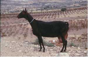 Cabra Murciana de perfil [Caminos del Thader]