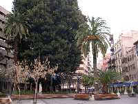 Ficus de Santo Domingo 