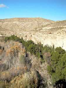 Paso del Segura por las Lomas de la Virgen. Obsrvense el magnfico bosque-galera de ribera y el monte con las secuelas del gran incendio de 1994