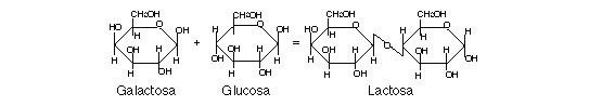 Estructura qumica de la lactosa