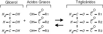 Estructura qumica de los triglicridos