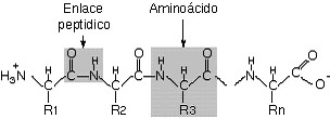 Estructura qumica de las protenas