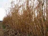 Caas junto a la acequia 