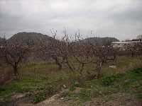 Agricultura pedan�a Valent�n 