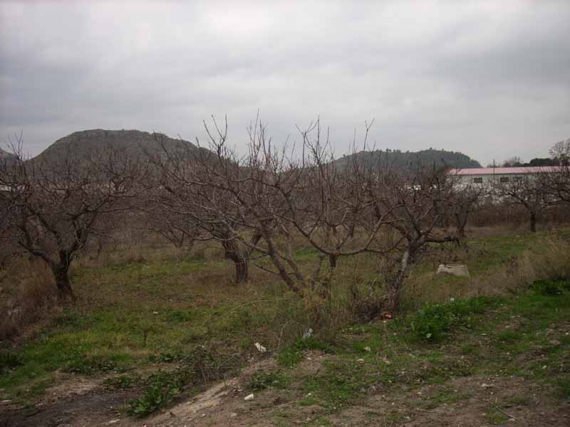  Agricultura valentinera[Calasparra_Valentn]. 