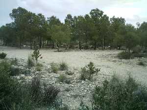 Pino carrasco y sotobosque 