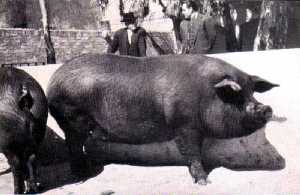 Chata lorquina [Caminos del Thader]