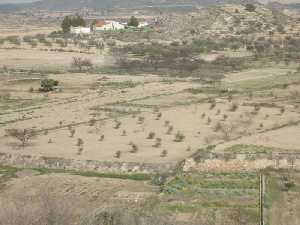 Paisaje agrario en La Copa de Bullas 