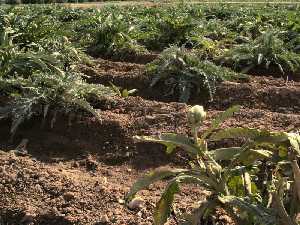 Cultivo de alcachofas en Marchena (Lorca) 