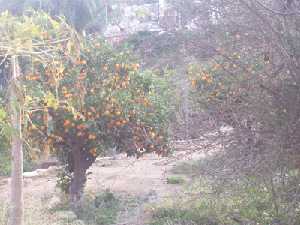 rboles frutales en Balsicas 