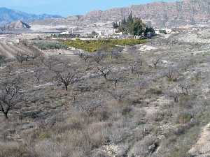 Campos de El Fenazar (Molina de Segura) 