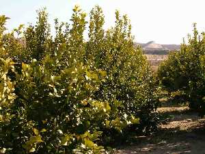 Frutales de El Fenazar (Molina de Segura) [Molina de Segura_El Fenazar]