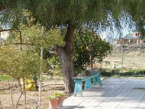 Huerto de una casa y gato descansando 