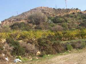 Cultivos en Balsicas 