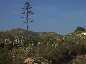 Vegetacin en Balsicas 