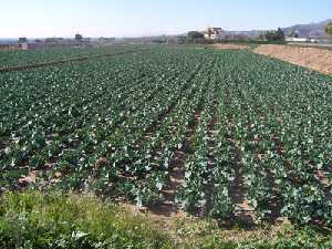 Cultivos en Lbor (Totana) 