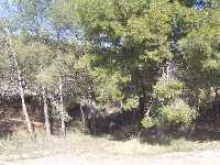 Pinada de la Sierra de las Cabezuelas 