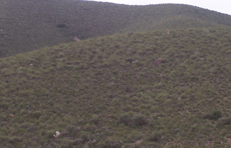 Ladera de la Loma de Aguaderas [Totana_Raiguero]. 