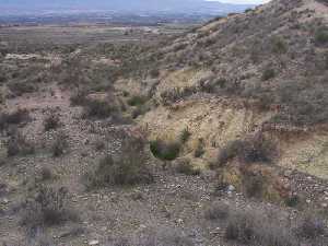 Matorral y zona de arbusto 