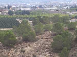 El pinar del Coto Guillamn 